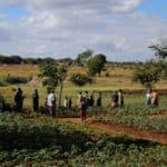 Cash Crops in Malawi