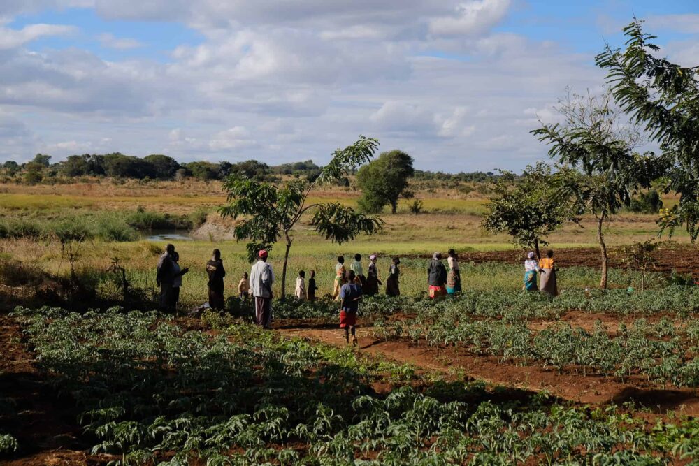 Read more about the article Cash Crops in Malawi