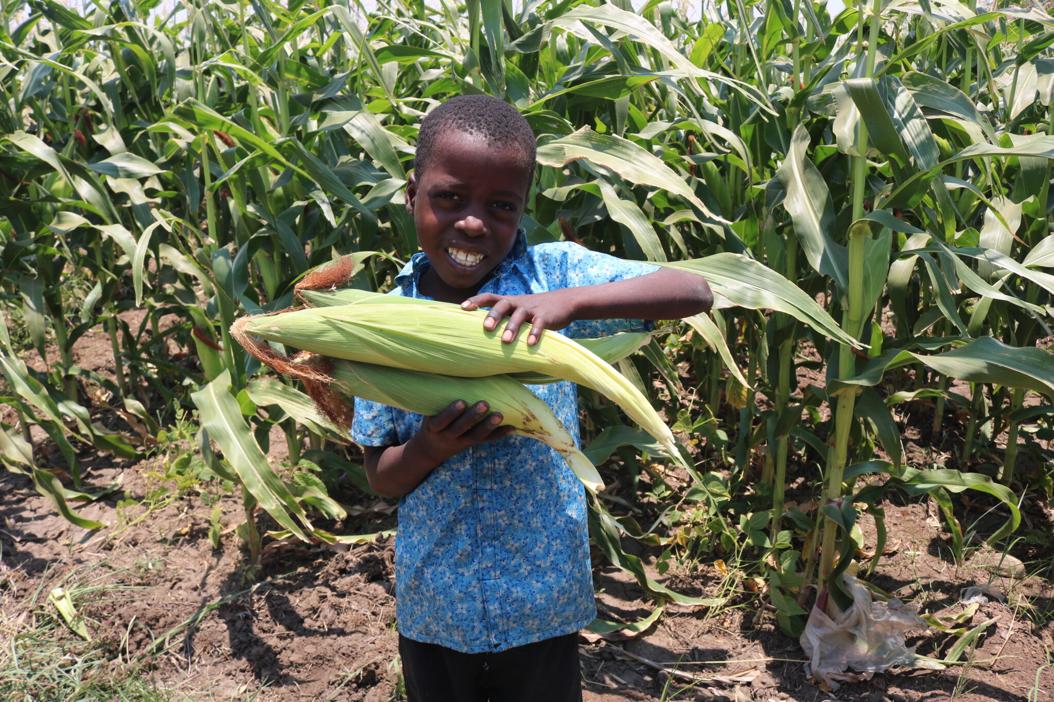 How to Make Mbeya Fertilizer - Orant Charities Africa