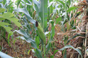 The Culture of Malawi: The Importance of Maize