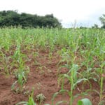 A field of Maize plants starting to grow.