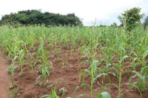 Malawi Farming Challenges and Solutions (Part 1)