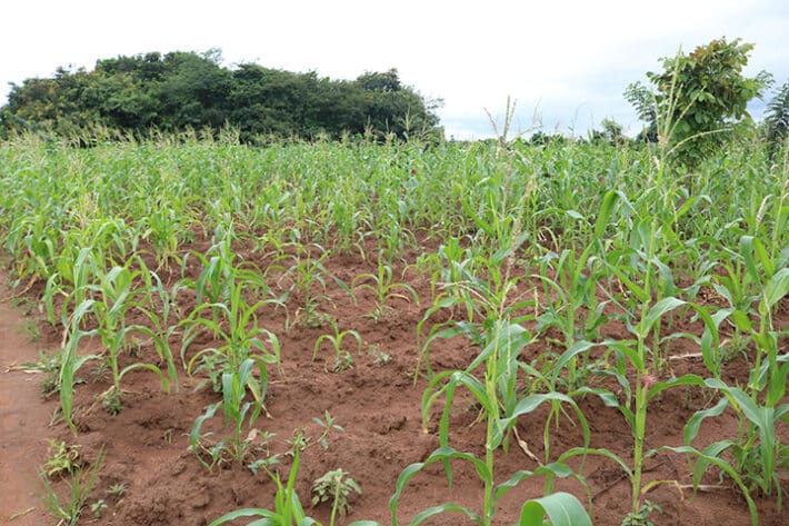 A field of Maize plants starting to grow.