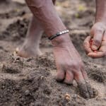 A black hand digs a small hole in the wet dirt to plant a seed.