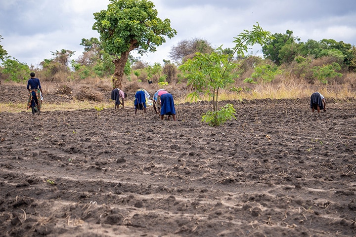 Several African Women work a field during planting time.