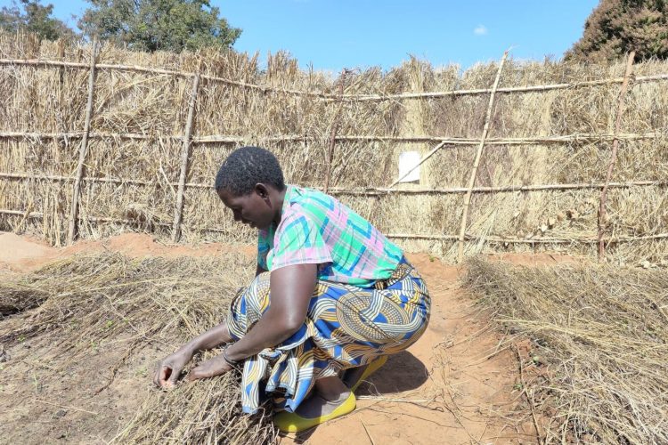 One of the village women adjusts the screen over the seedling trees